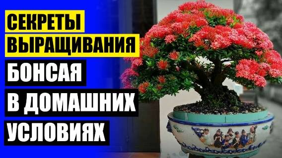 КОМНАТНЫЙ ЦВЕТОК НА БУКВУ Б НАЗВАНИЕ ❕