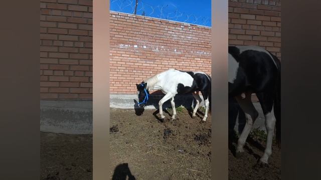 Первый раз гуляет у нас в леваде 🐎