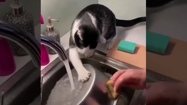 Хоть  кто - то  поможет  😅🐱🐱🐈.mp4