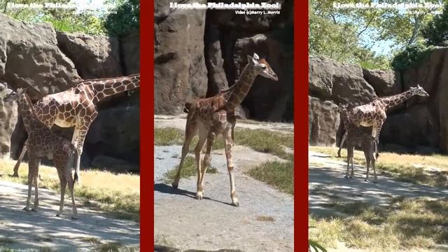 Philadelphia Zoo Giraffes - Abigail is Two Months Old Now!