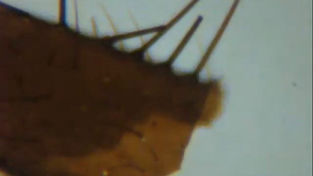 Microscope 1024x - 40x | Explores a Home Fly Leg