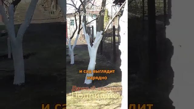 ВСЕ делают эту ошибку! Зачем белят деревья НА САМОМ ДЕЛЕ