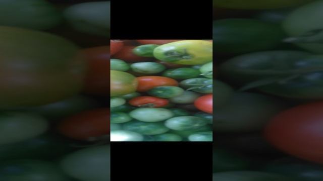 VID_20241007_125958.mp4