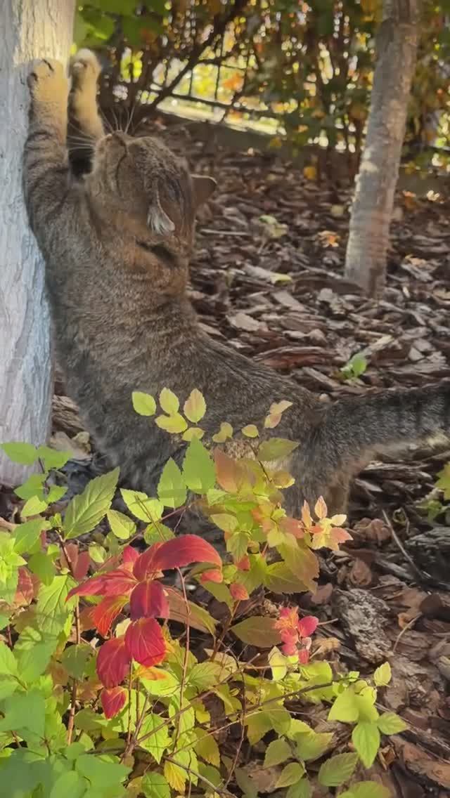 🍂Начни свой день с зарядки🍂 БАРСИК