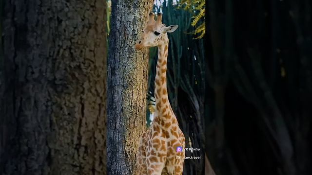 #КЕНИЯ Экскурсионный тур