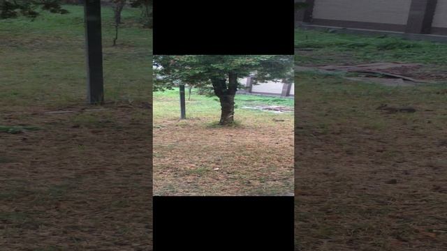 Деревенская белка