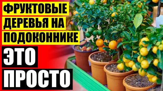 🔔 Комнатные мини деревья плодовые 🔔 Дерево домашнее ⚪