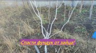 Укрытие фундука спанбондом от зайца
