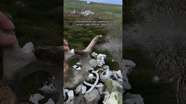 Отправляй другу➡️, который никогда не видел китов 🐋🐋🐋