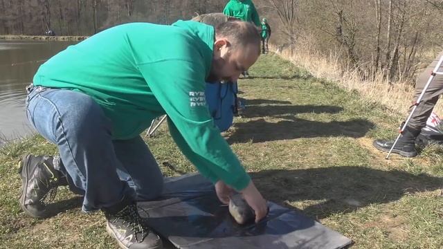 Wiosenne karasie, liny i karpie z Weryni /wędkarstwo karpiowe