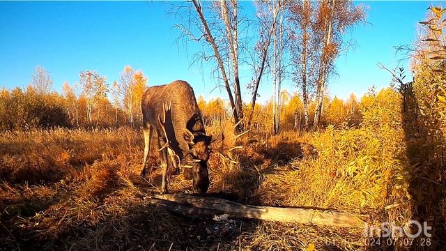 Октябрь 2024. Бык на солонце.