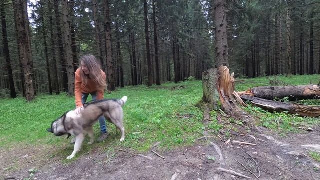 щенок хаски Хиппи делает трюки - Circus puppy husky  performs tricks