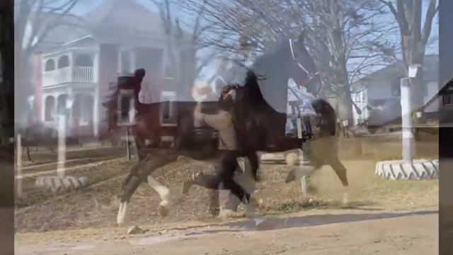 Dutch Harness Horse Stallion Finagin