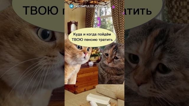 Молодой любовник #мыкотики #вмем #разговор #анекдот #шутки #кот #юмор #смешное #прикольно #мемы #cat