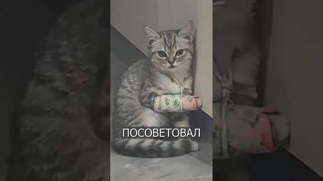 Грустный котик С ГИПСОМ набирает просмотры.mp4