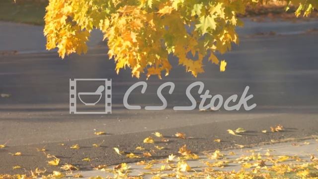 Yellow leaves falling from a tree in autumn next to the street  (Short)