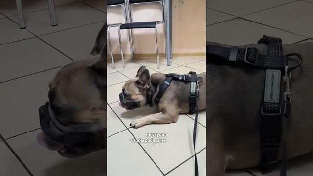 До появления собаки я была нормальным человеком  #собака #frenchbulldog