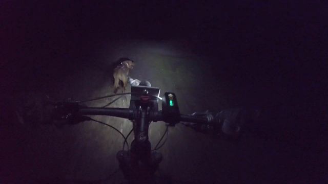 Hera AKA The Ginger Guinea Pig runs Night Race at Moors Valley NATB event