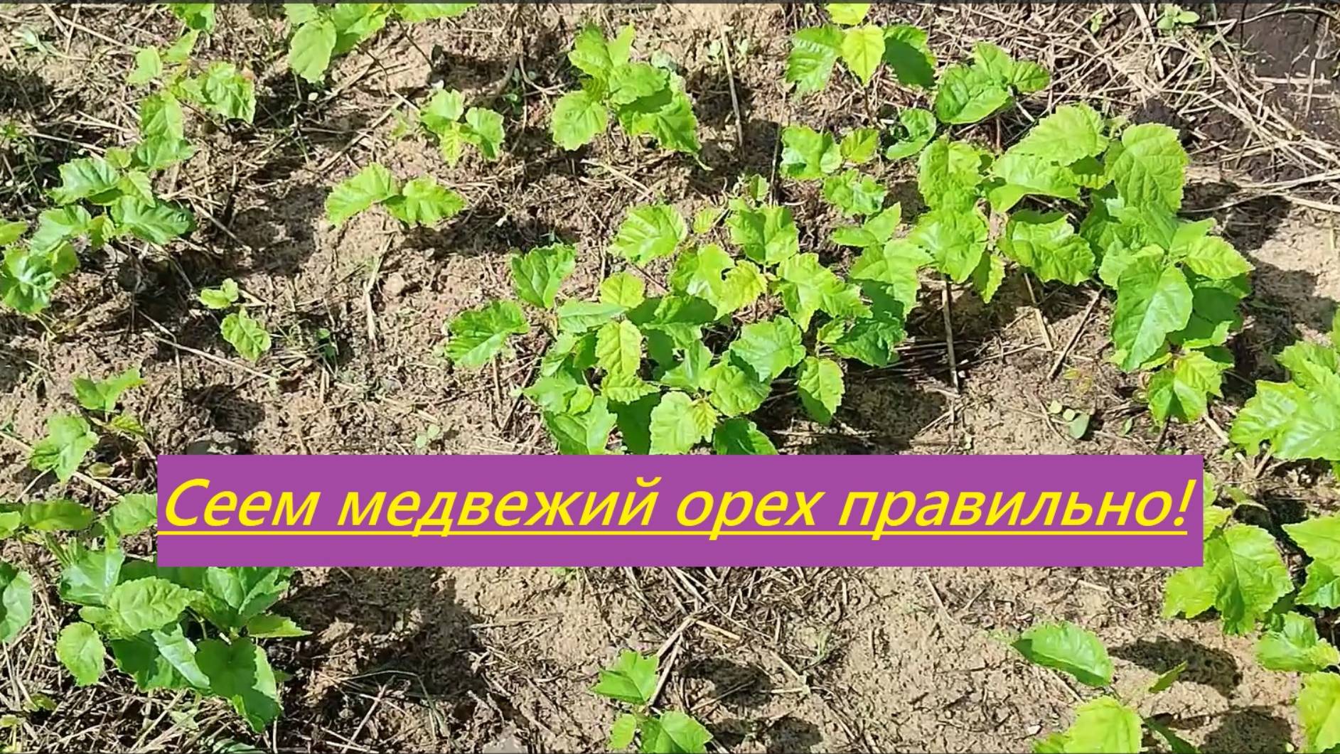 Стратификация медвежьего ореха в средней полосе (Татарстан)