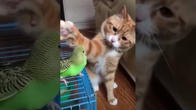 Я просто поглажу, поглажу...а на  уме.." 😃☺️🐱🐦