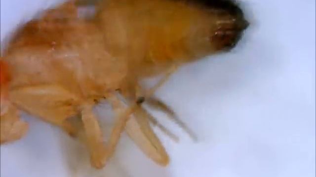 Gross Bug Magnified with Digital Microscope