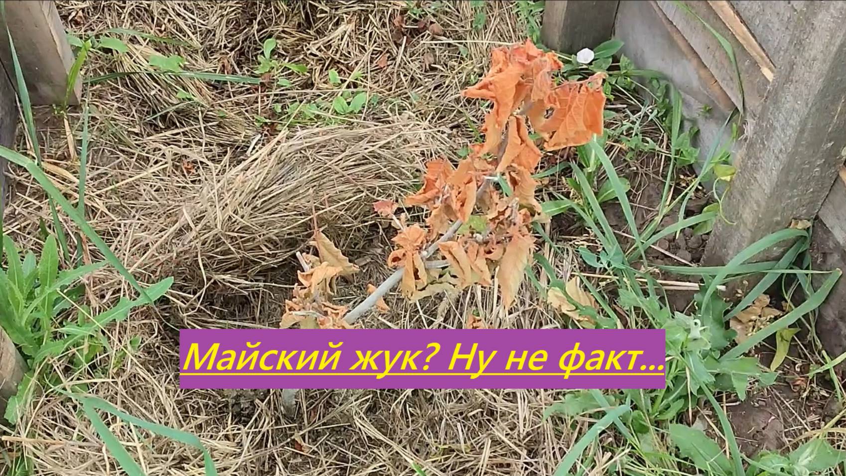 Высох фундук. А был ли майский жук?