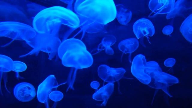 Uncover the Fascinating Life of a Jellyfish Aquarium