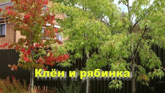 Клён и рябинка