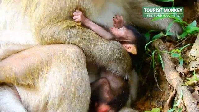 Little fresh newborn very tired after walk&climb, She take a rest&get milk,Tourist Monkey 4246