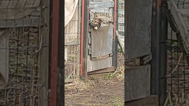 Подросточек Дженни и её единственный шанс