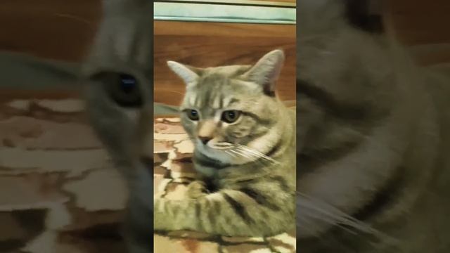 НУ КАК ЖЕ ТАКОЕ ЧУДО МОЖНО НЕ ЛЮБИТЬ?  котик СЕНЯ