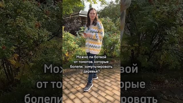 Бархатцы розы и томаты осенью