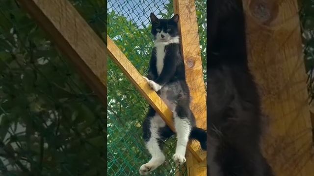 Сижу высоко, вижу далекооо #короткиевидео