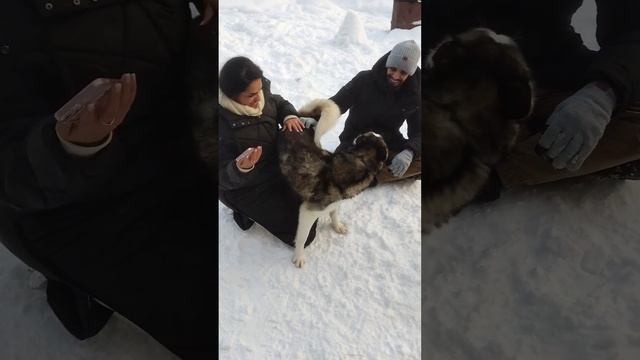 "Дом Хаски" foreign tourists