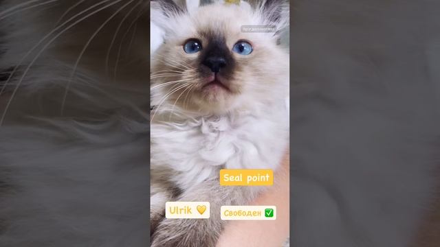 Нежнейший рэгдолл в окрасе сил пойнт 🥰 https://vk.com/okcats_40
Inst:@okcats_40