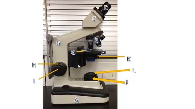 BIOL 111L: Review of Microscope Parts and Functions