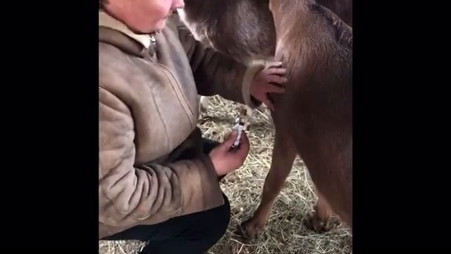 Глисты и кашель у коз