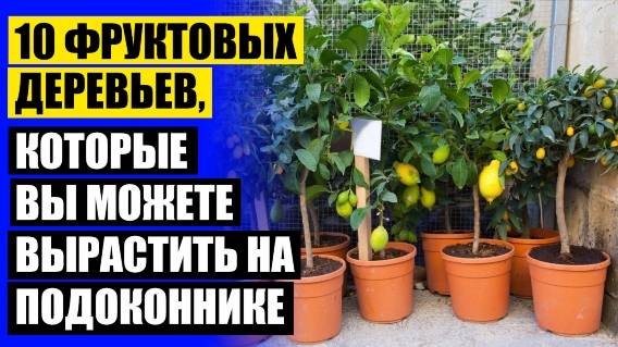 ⚫ Самые неприхотливые комнатные растения 🔵 Дерево миниатюра 😎