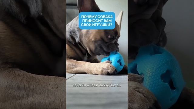 Почему собака приносит вам свои игрушки?  #bulldog #pets #собака