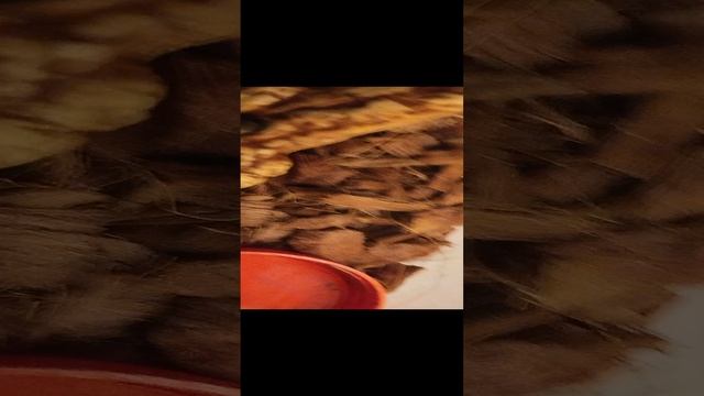 Я купил себе Мадагаскарский тараканов
