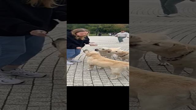 Вот как кормят собачек. Всё ждут своей очереди❤🐶❤