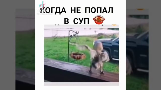 когда не попал в суп