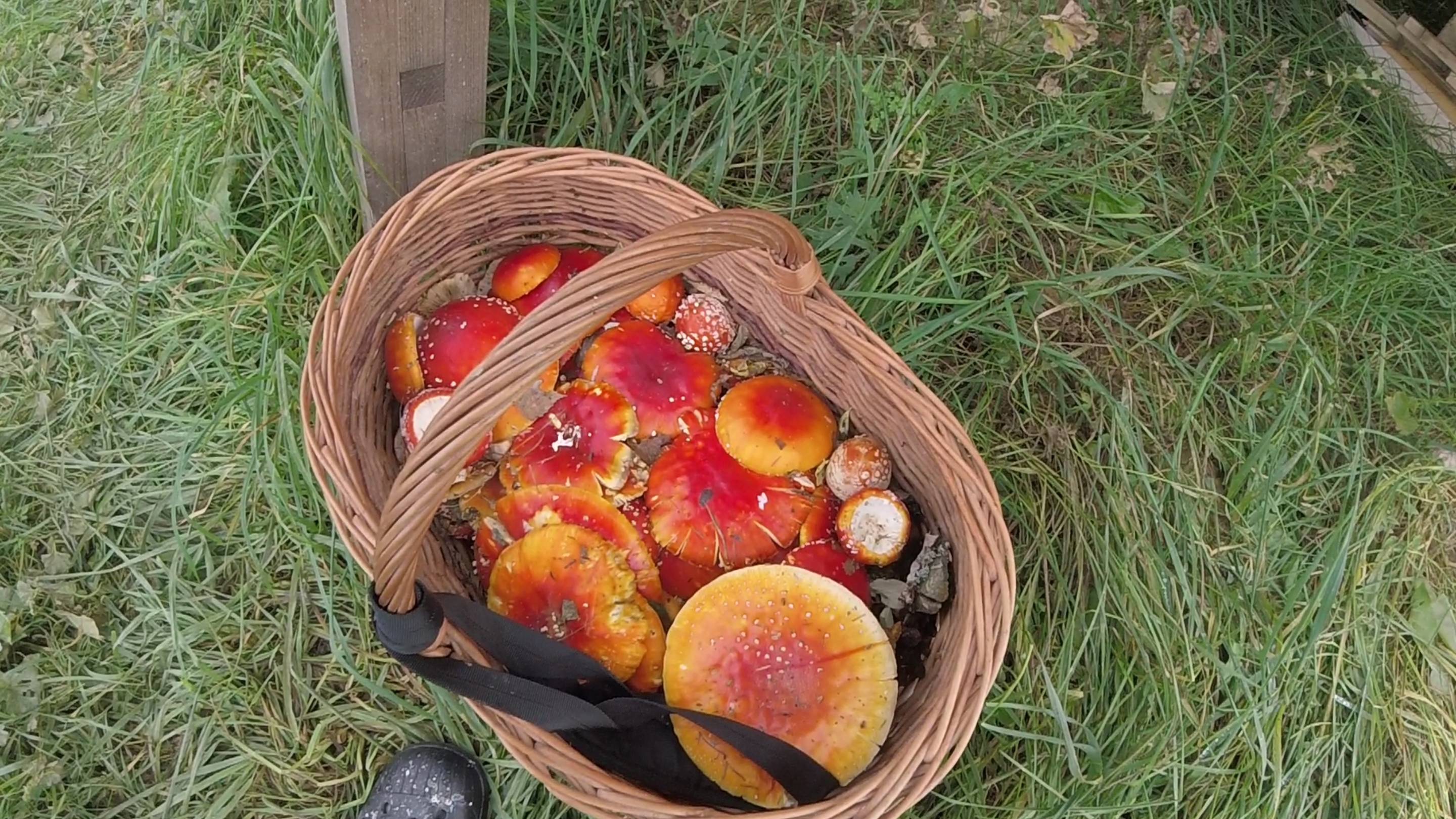 Деревня Соснино (монтаж дымохода, мухоморы)