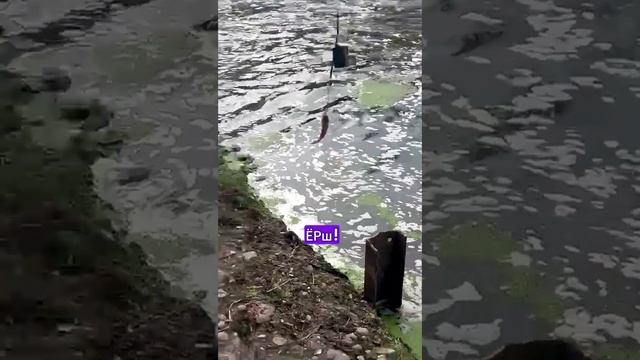 РЫБАЛКА | ЕРШ | ЗЛАЯ РЫБА 😠#рыбалка #fishing #юмор #рыбак #река #ёрш #рекомендации #рыбалкавидео
