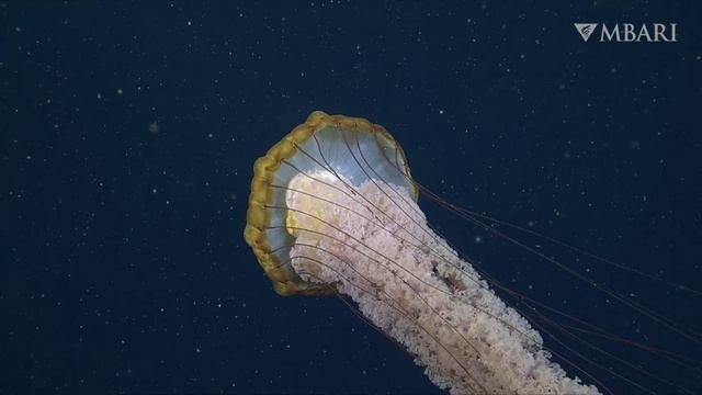 Тихоокеанская морская крапива.