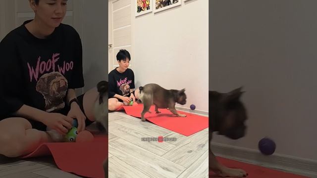 У меня нет спортивной мотивации, поэтому я делаю так  #frenchbulldog #bulldog #собака