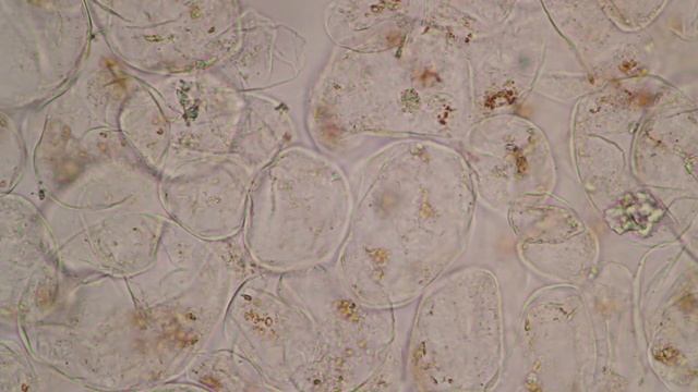 🔬 113 - How to prepare PUMPKIN to look at under the microscope  | citizen science