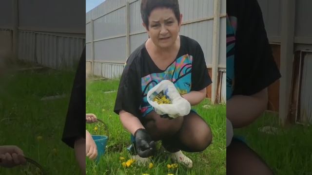 Одуванчики для ощелачивания организма. Доктор с опытом 40 лет:  как выйти из болезней без таблеток