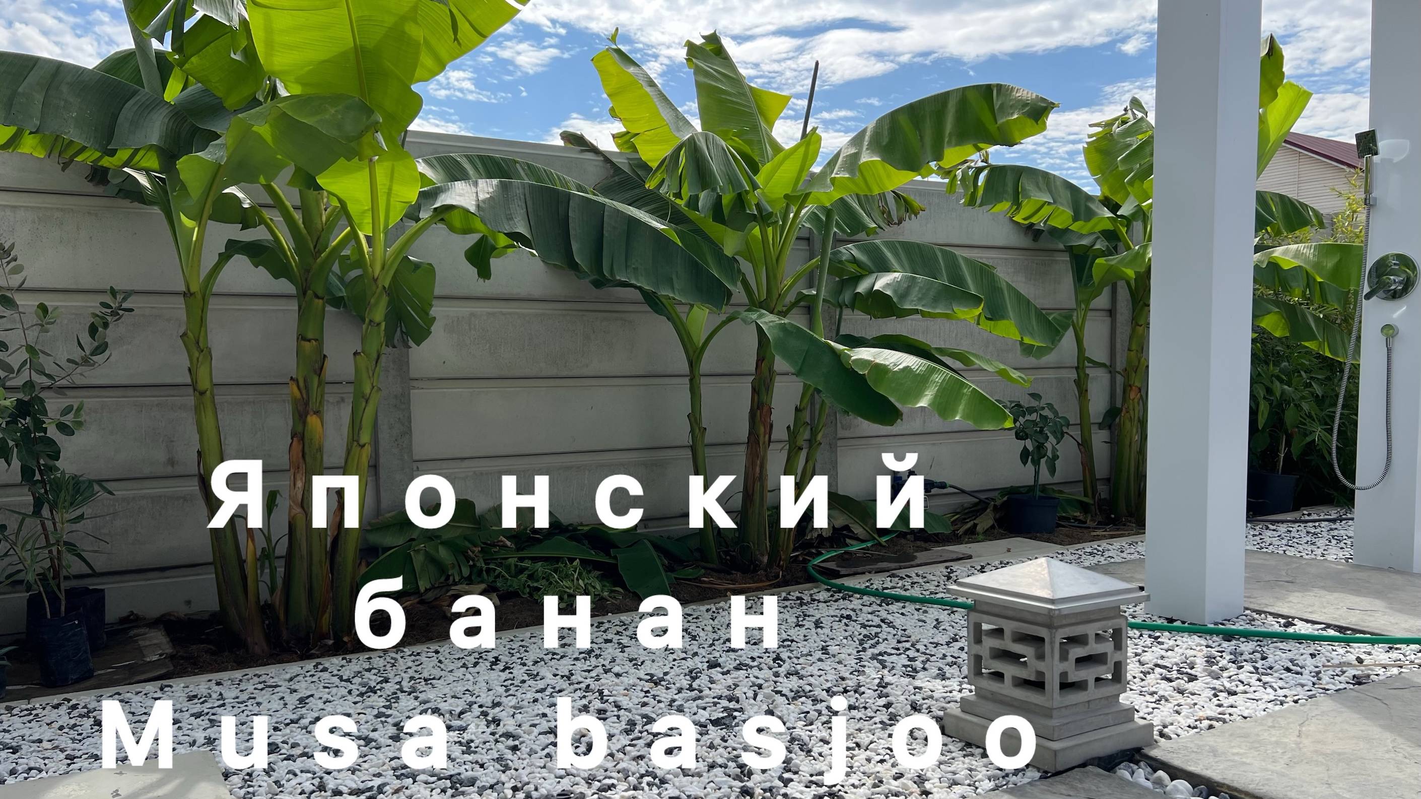 Японский банан Musa Basjoo в Краснодаре, Октябрь 2024