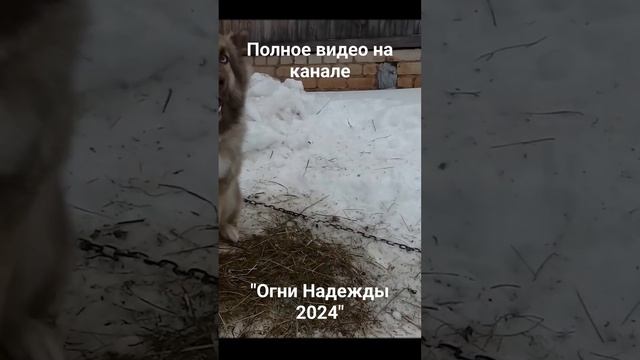 Огни надежды 2024